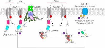 A Putative Mechanism of Age-Related Synaptic Dysfunction Based on the Impact of IGF-1 Receptor Signaling on Synaptic CaMKIIα Phosphorylation